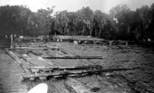 Oxen pulling cypress logs from St. Johns..