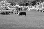 Example of sheep herding at a Scottish Games event