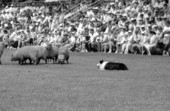 Example of sheep herding at a Scottish Games event