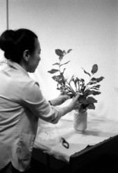 Atsuko Lefcourte making a Ike bana floral arrangement- Lake Park, Florida.