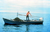 Cletis Anderson tonging for oysters