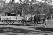 Raymond Richardson, apprentice of wheelwright and coach maker John Luther, and his team of mules- McAlpin, Florida