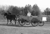 Raymond Richardson, apprentice of wheelwright and coach maker John Luther, and his team of mules- McAlpin, Florida