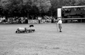 Quinn Tindall and his dog herding sheep at Key Biscayne Scottish Games- Key Biscayne, Florida