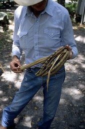 Cow whip maker George "Junior" Mills holding whip - Okeechobee, Florida.