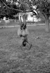 Nigerian acrobatic dance apprentice Akila Baki practicing - North Miami, Florida.