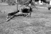 Nigerian acrobatic dancer Augustine Omeben watches as Felix Omeben turns a flip - North Miami, Florida.