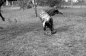 Nigerian acrobatic dancer Felix Omeben rehearsing - North Miami, Florida.