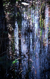 Swamp where Robert James Rudd harvests cypress to use for furniture making - Bronson, Florida