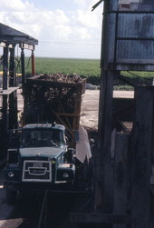 Truck bringing sugar cane to the mill - Pahokee, Florida