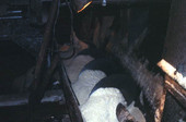 Sugar cane being processed - Pahokee, Florida