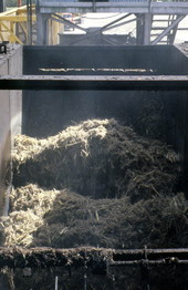 Sugar cane being processed - Pahokee, Florida