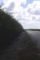 Sugar cane field - Pahokee, Florida