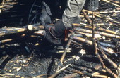 Collecting cut sugar cane - Pahokee, Florida
