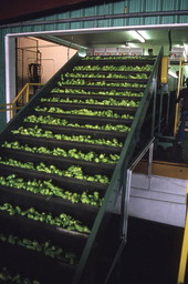 Peppers being conveyed to packing area - Boynton Beach, Florida.