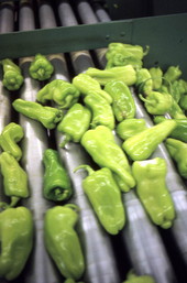 Close-up of peppers on conveyor - Boynton Beach, Florida.