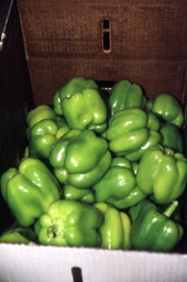 Close-up of peppers in packing box - Boynton Beach, Florida.