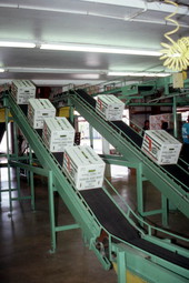 Boxes of peppers being conveyed to loading area - Boynton Beach, Florida.