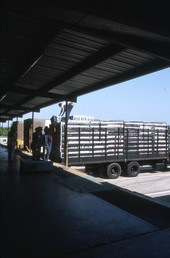 Loading boxes of peppers onto trucks - Boynton Beach, Florida.