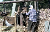 Wilmer Cribbs grinding sugarcane for making into syrup - Wellborn, Florida