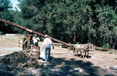 Grinding sugarcane for making into syrup - Wellborn, Florida