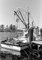 Shrimp boat "Sea Shells" at dock - Apalachicola, Florida.