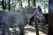 Draft horse - Wellborn, Florida
