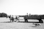 Patricia Duval and children in horse-drawn wagon - Wellborn, Florida