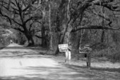 Protestors against the cutting of trees on a canopy road - Tallahassee, Florida.