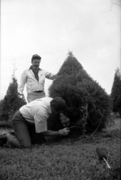Governor Bob Martinez cuts his Christmas tree - Tallahassee, Florida.