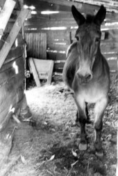 Mule on Sam Perry's farm- Lamont, Florida