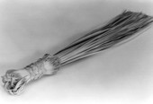Palmetto brush