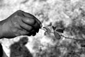Jesse Mae Newsome holding up some briar root - White Springs, Florida