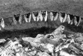 Mullet fish, held by forks set on a ring, roasting over a fire - Monticello, Florida