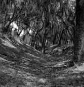 Remnants of shell mounds on Fort George Island - Jacksonville, Florida.