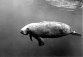 Manatee "Lorelei" at Miami Seaquarium - Miami, Florida .