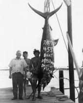 Captain Wheeler and crew with 455 pound marlin - Destin, Florida