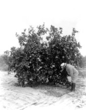 Man beside grapefruit tree