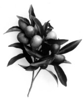 Kumquat