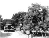 Floridagold citrus employees picking oranges