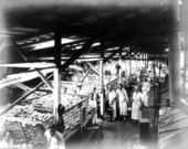 Interior of Robert Brothers, Inc., canning plant