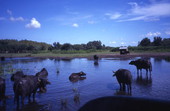 View of water buffalo at the Big Cypress Seminole Indian Reservation.