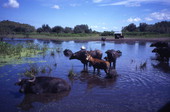 View showing a deer with water buffalo at the Big Cypress Seminole Indian Reservation.