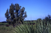 View showing a tree at the Big Cypress Seminole Indian Reservation.