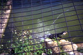 View of gator at the Big Cypress Seminole Indian Reservation.