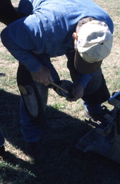 Close-up view showing Randy Minger shoeing horses at the Spring Garden Ranch Training Center in De Leon Springs, Florida.
