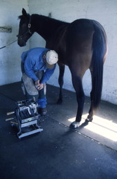 View showing Randy Minger shoeing a horse at the Spring Garden Ranch Training Center in De Leon Springs, Florida.