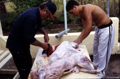 Members of the Tsimouris family cut the meat - Tarpon Springs, Florida.