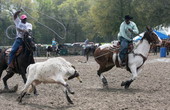 African American cowboys roping a calf at the Little Pig Foot Arena in Williston, Florida.