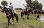 Cowboys roping a calf at the Brighton Seminole Indian Reservation in Glades County, Florida.